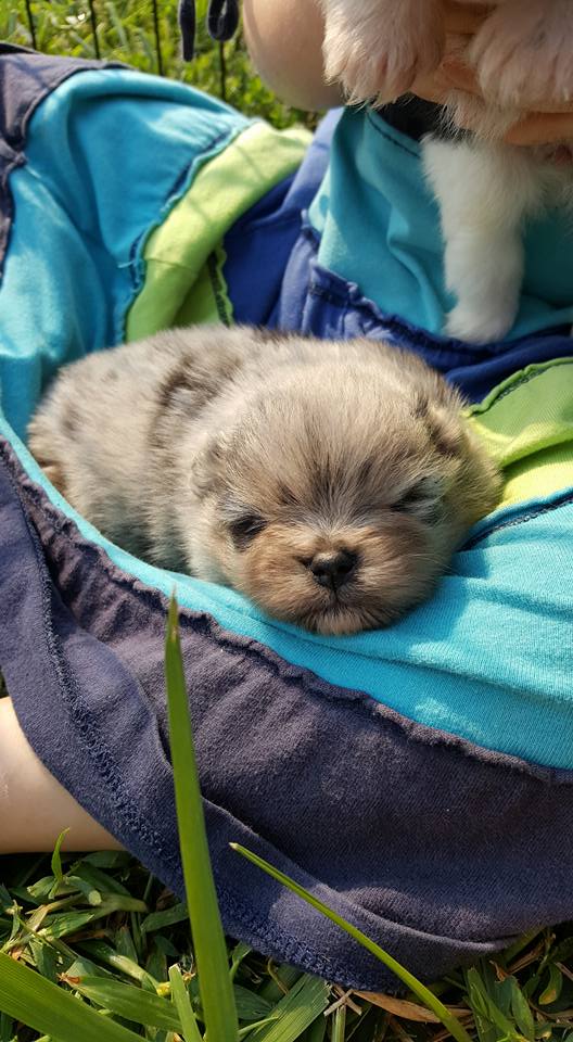 Spencer (Jaxson X Milly)