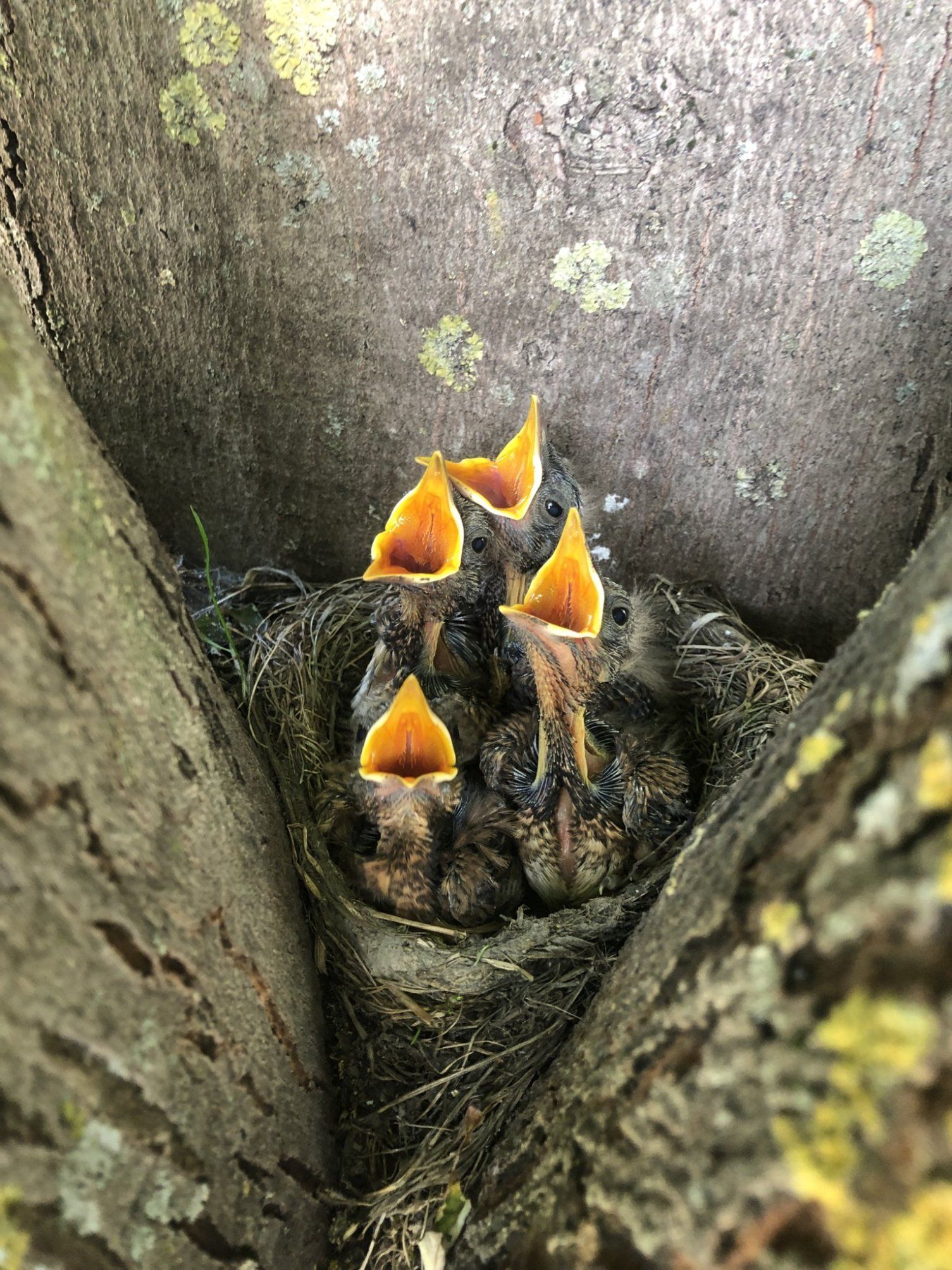 Vogelküken in einem Nest in einer Baumhöhle (Foto: Kölner Büro für Faunistik)