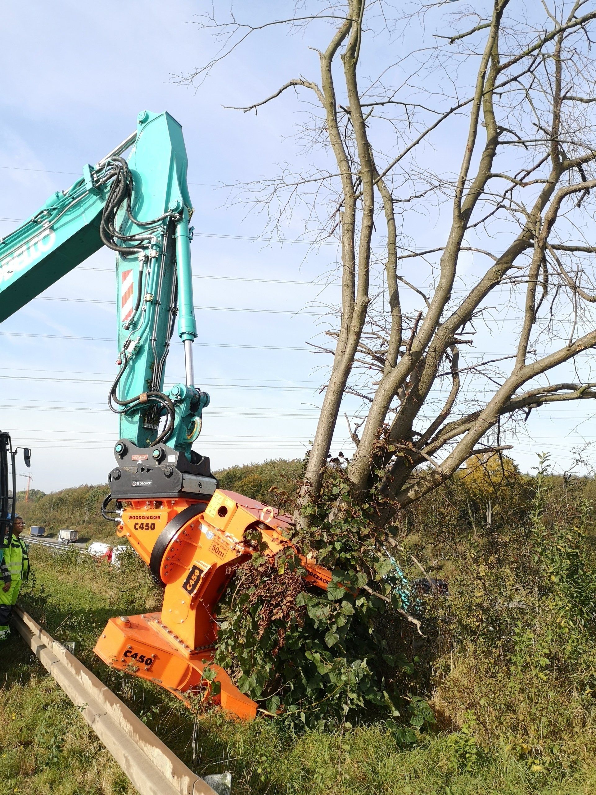 Ein Baum wird vorsichtig gegriffen und abgelegt, damit die ÖBB anschließend eine Liegendkontrolle der Baumhöhlen durchführen kann. (Foto: Kölner Büro für Faunistik)