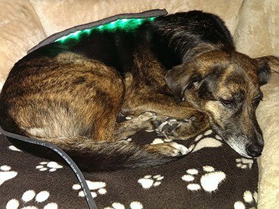 Grünlicht-Anwendung