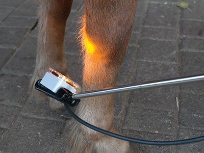 Orangelicht-Therapie am Carpalgelenk des Pferdes