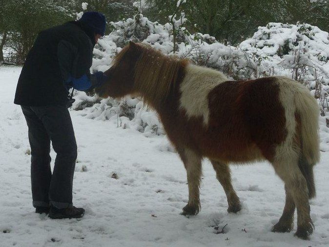 Sue & New Forest Shetland Pony Sue & New Forest Shetland Pony