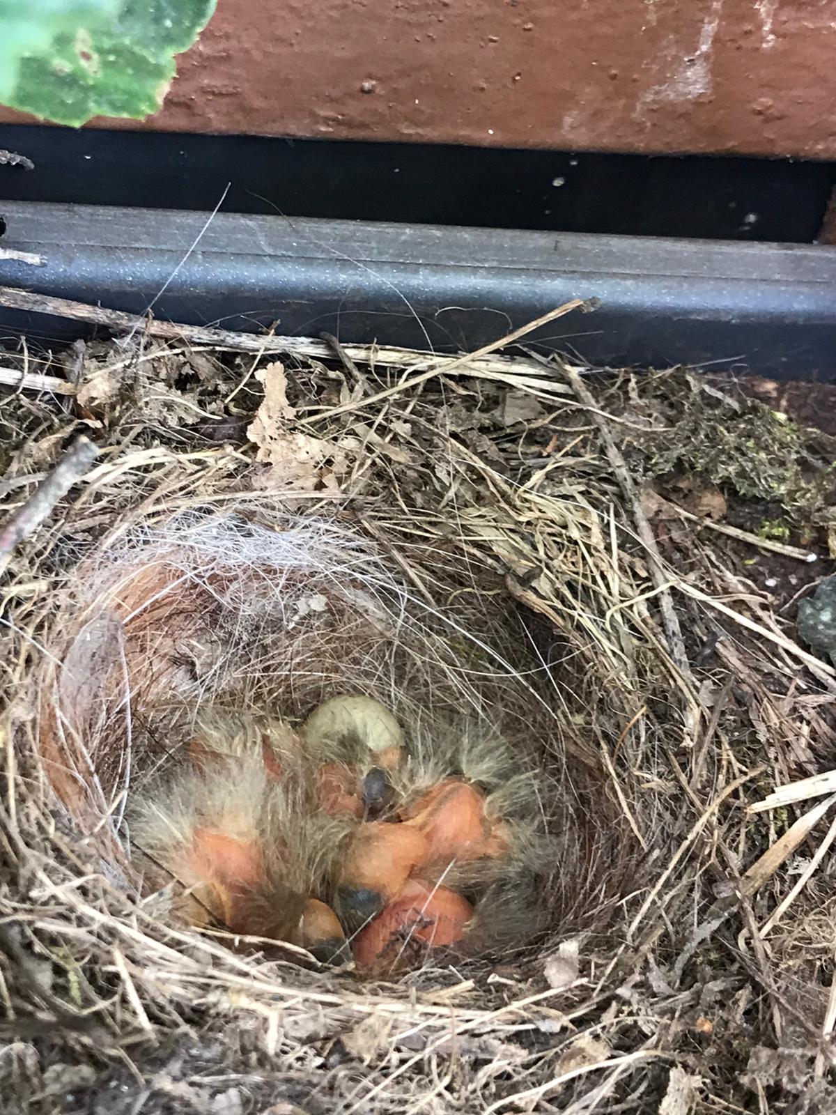 Vogelnest DHH (Foto Anke Maas)