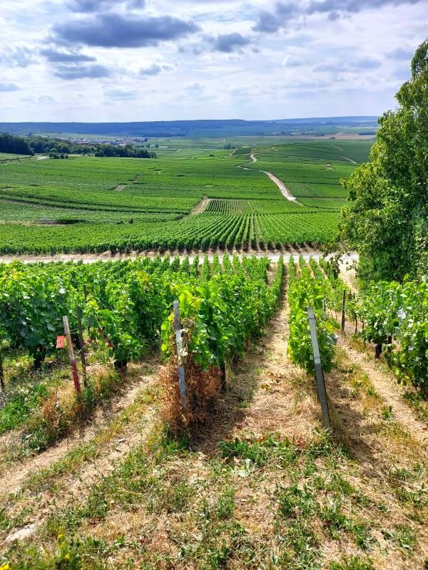 Champagne vineyard tour