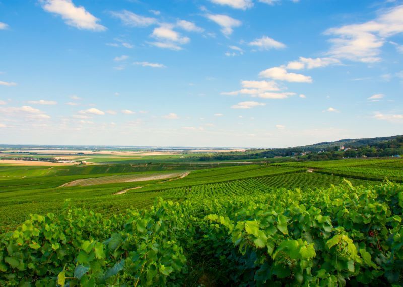 Vineyards Champagne team building