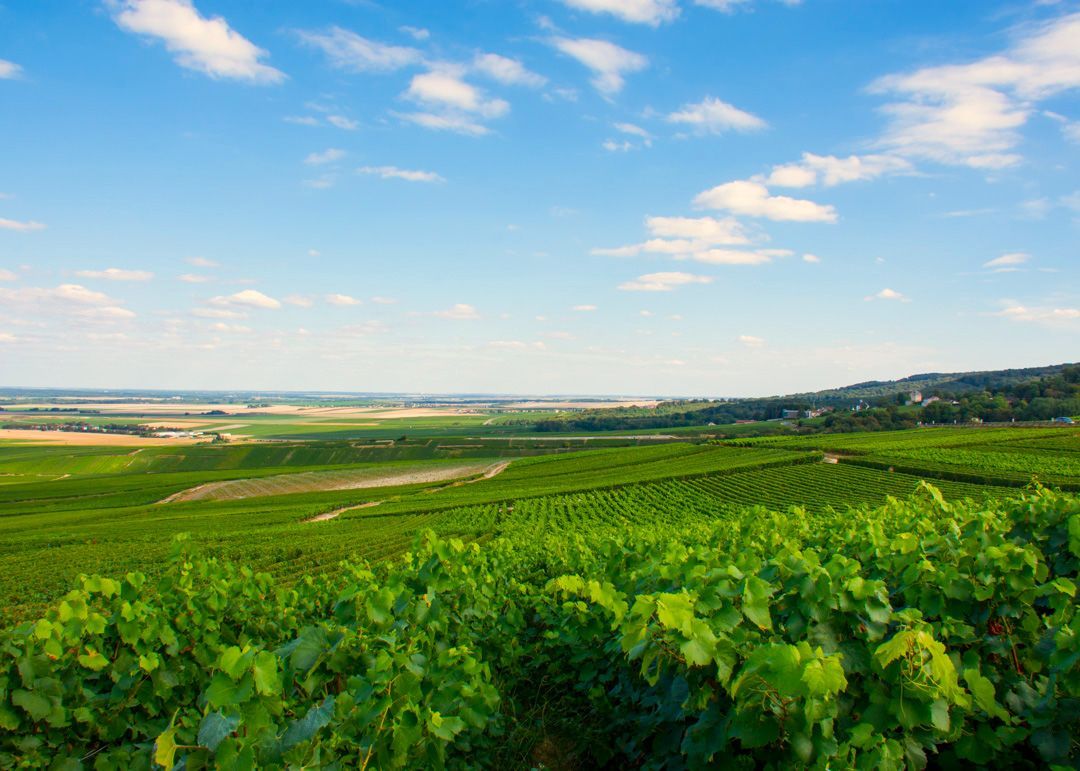 Champagne vineyards