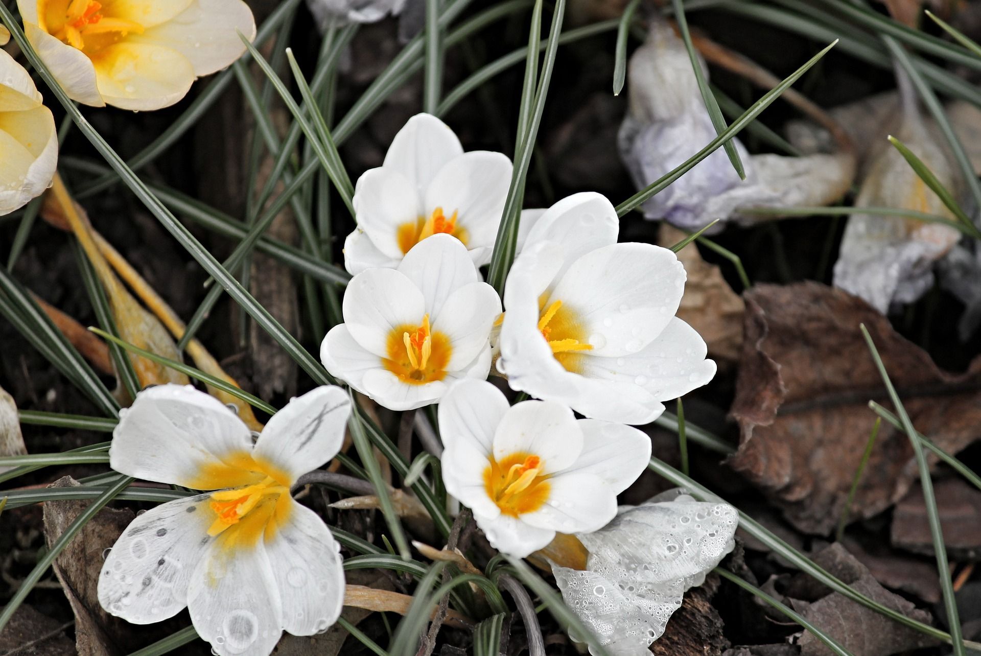 Die Magie der Monate - Der Februar