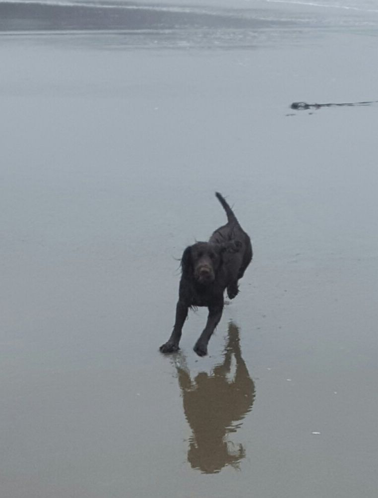 Dog running on a beach