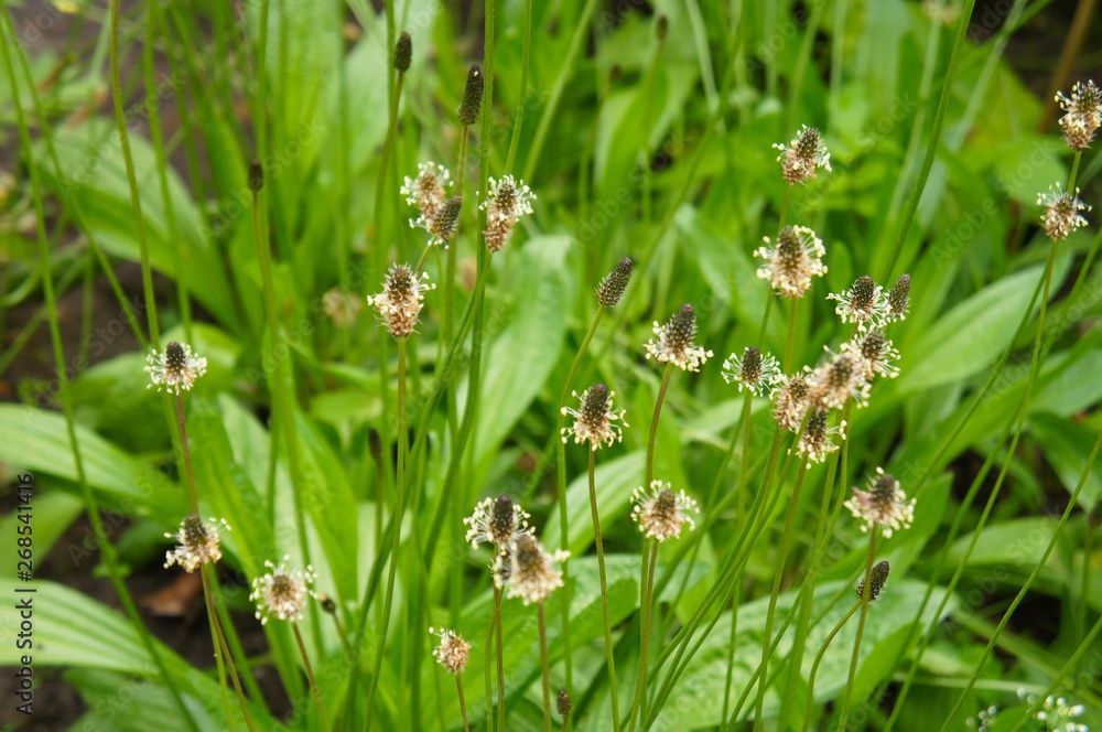 Abbildung von Spitzwegerich