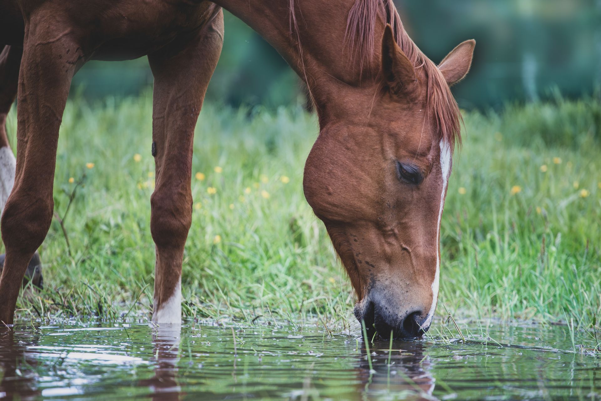 Darstellung: trinkendes Pferd an einem Bach