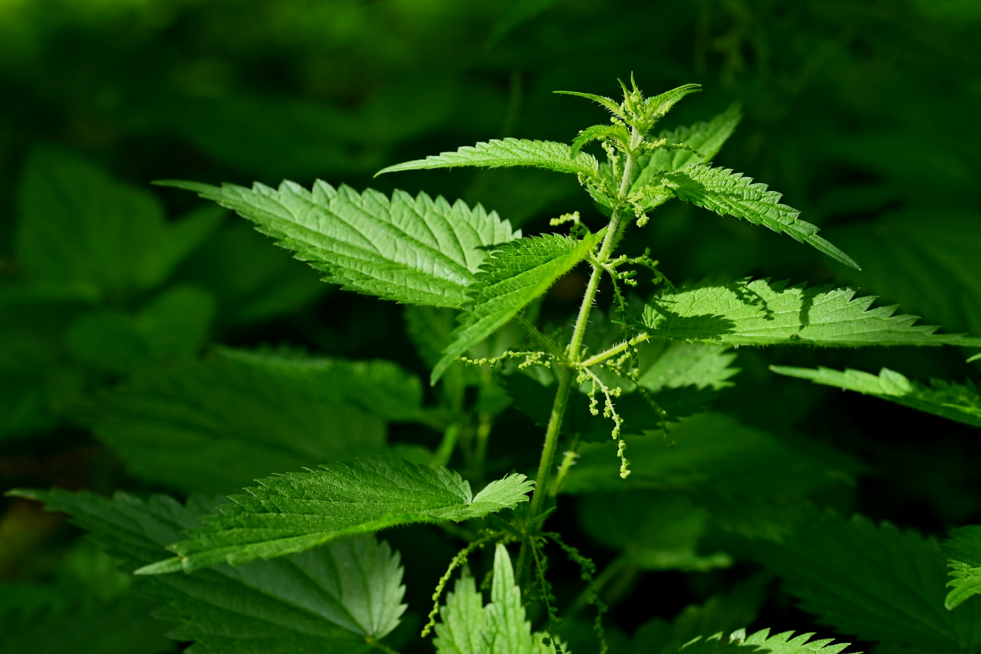 Abbildung von Brennnessel