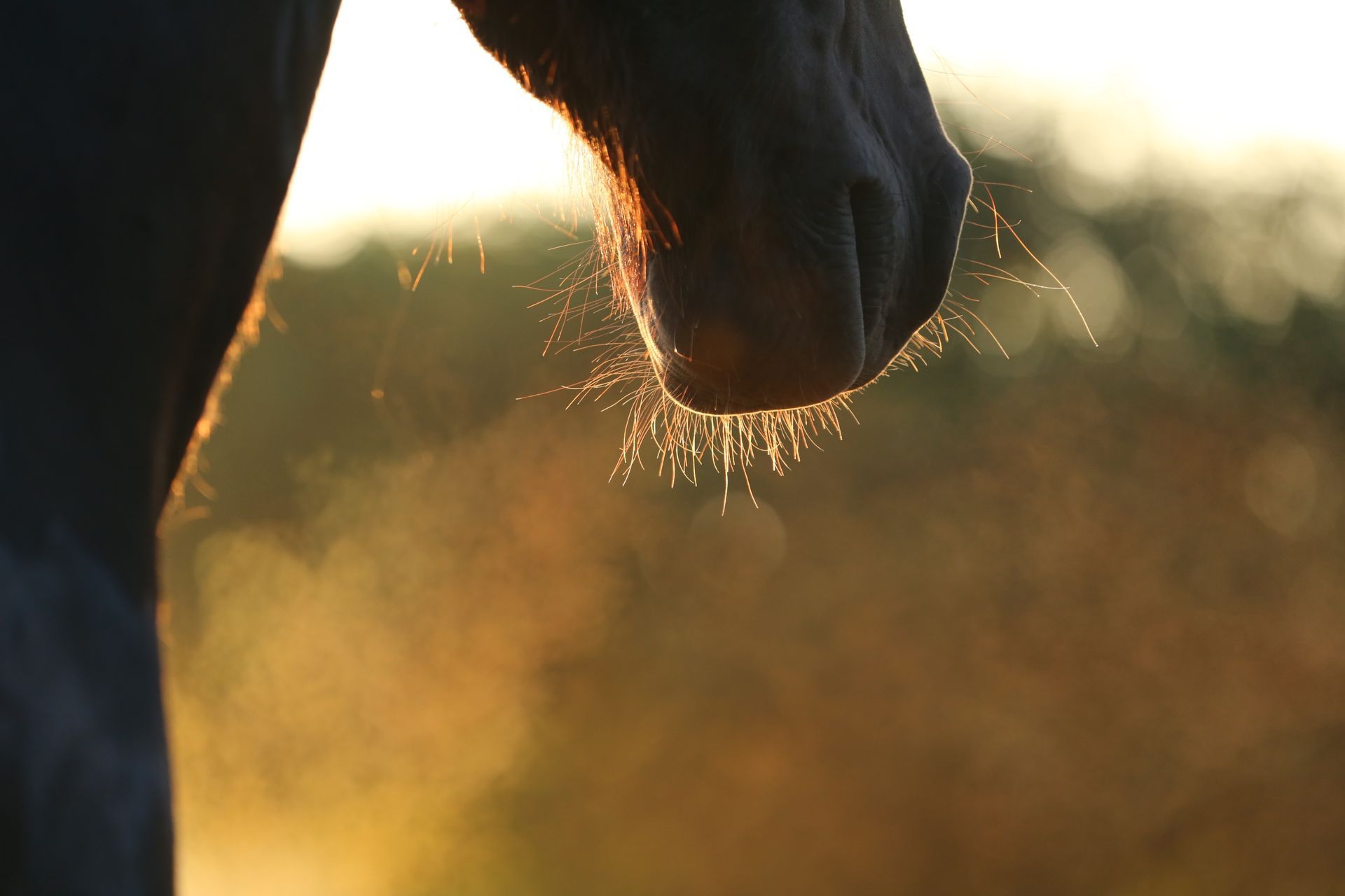 Darstellung Pferdehals und Nüstern mit Pferdeatem