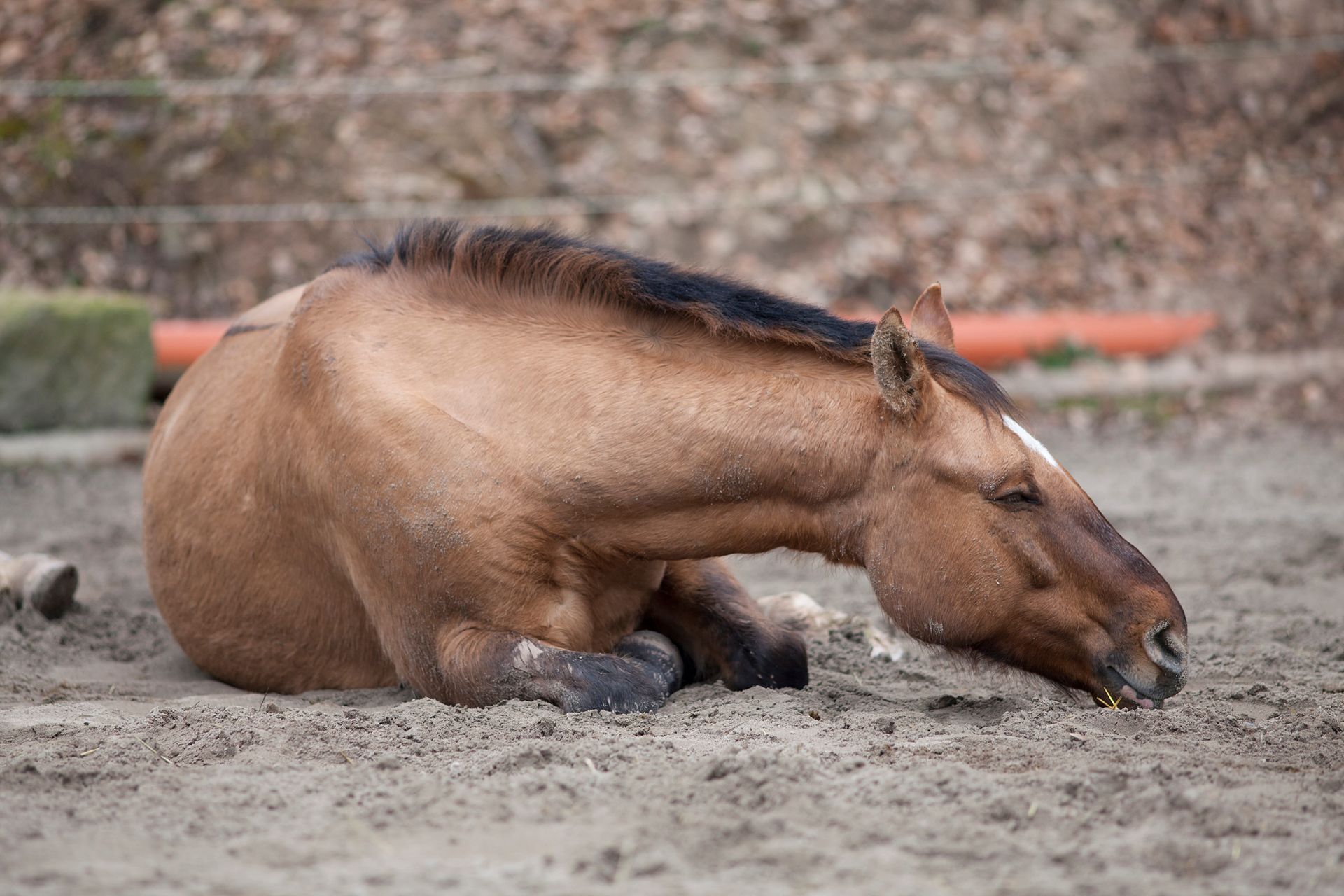 Darstellung liegendes Pferd