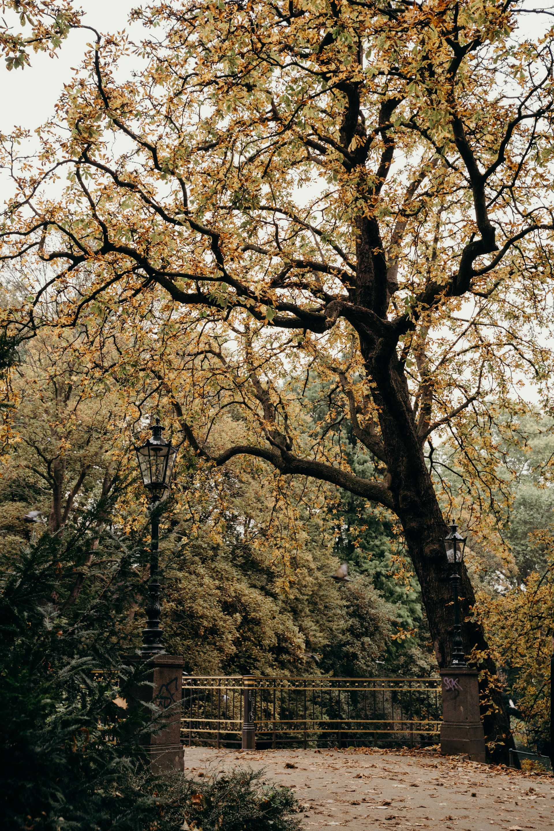 Bäume in einem Park