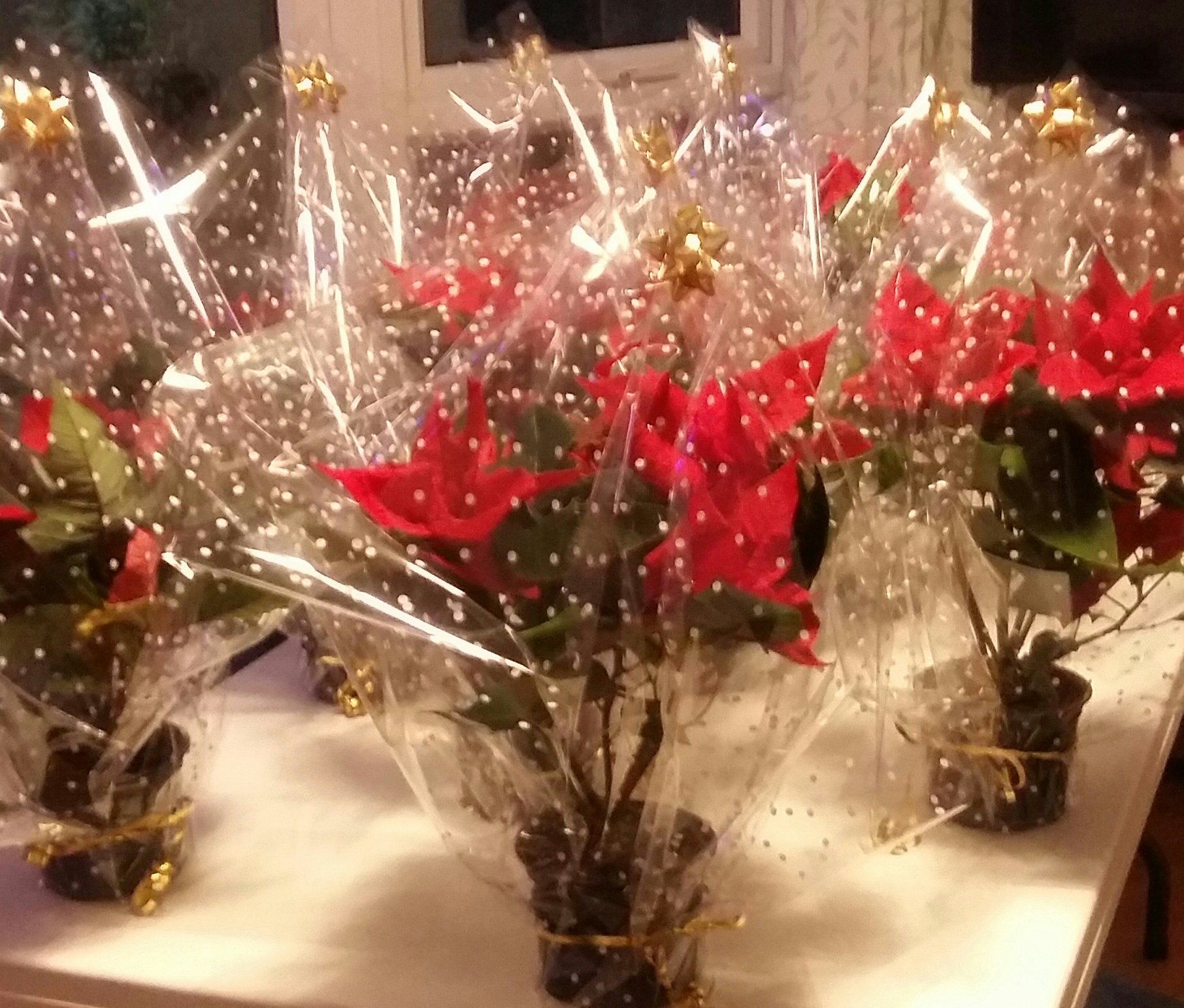 Poinsettias for Staff