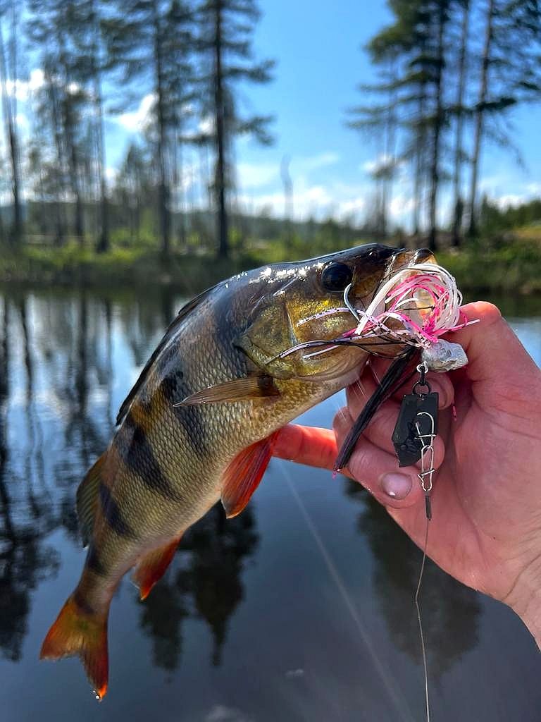 Barsch auf Q-Jig in Schwedisch Lappland