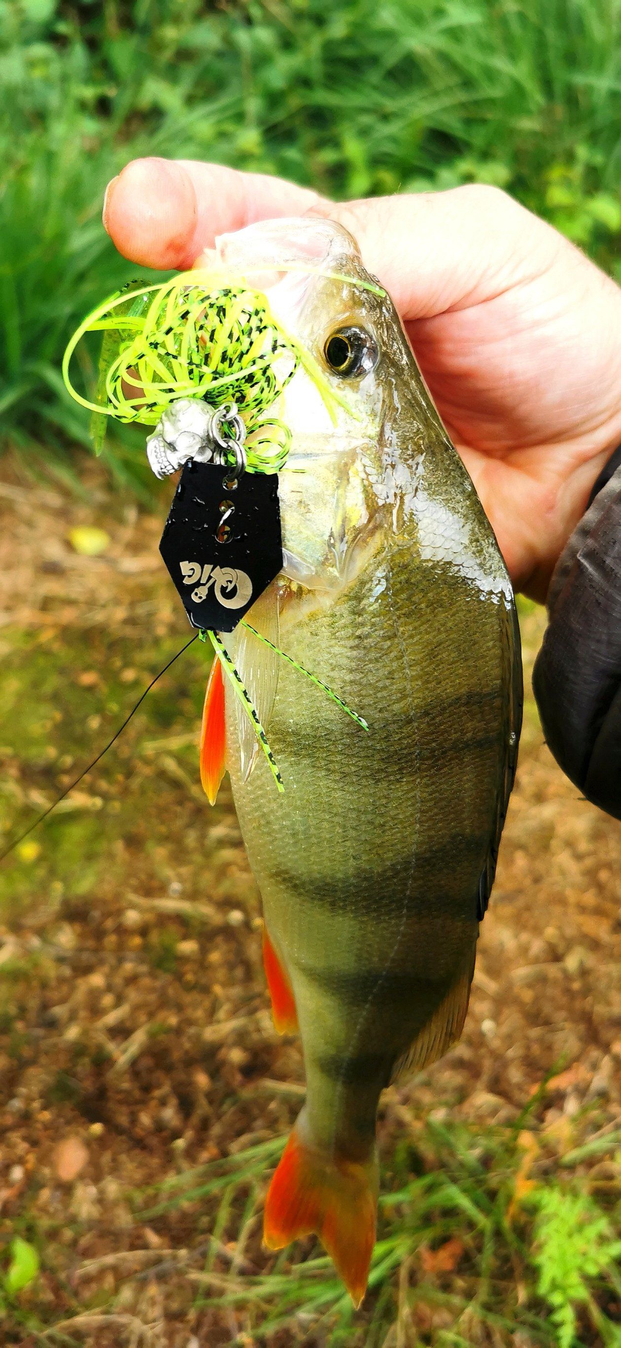 Q-Jig Chatterbait fängig für Barsch