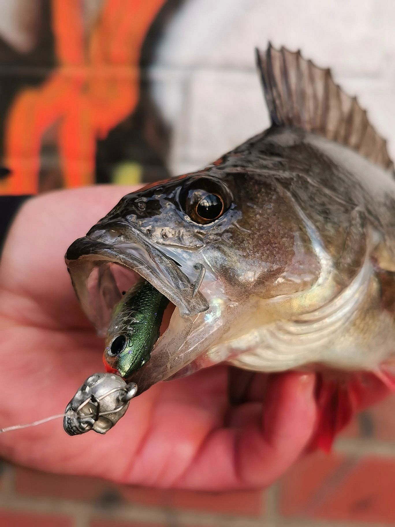 Dem Barsch schmeckt der Q-Jig