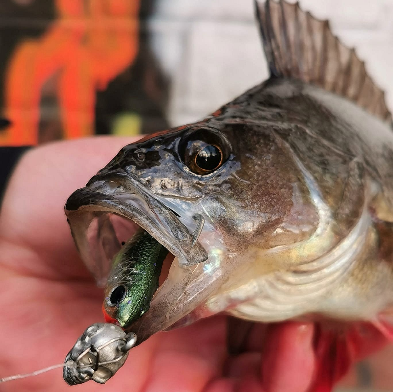 dem Barsch schmeckt der bleifreie Q-Jig