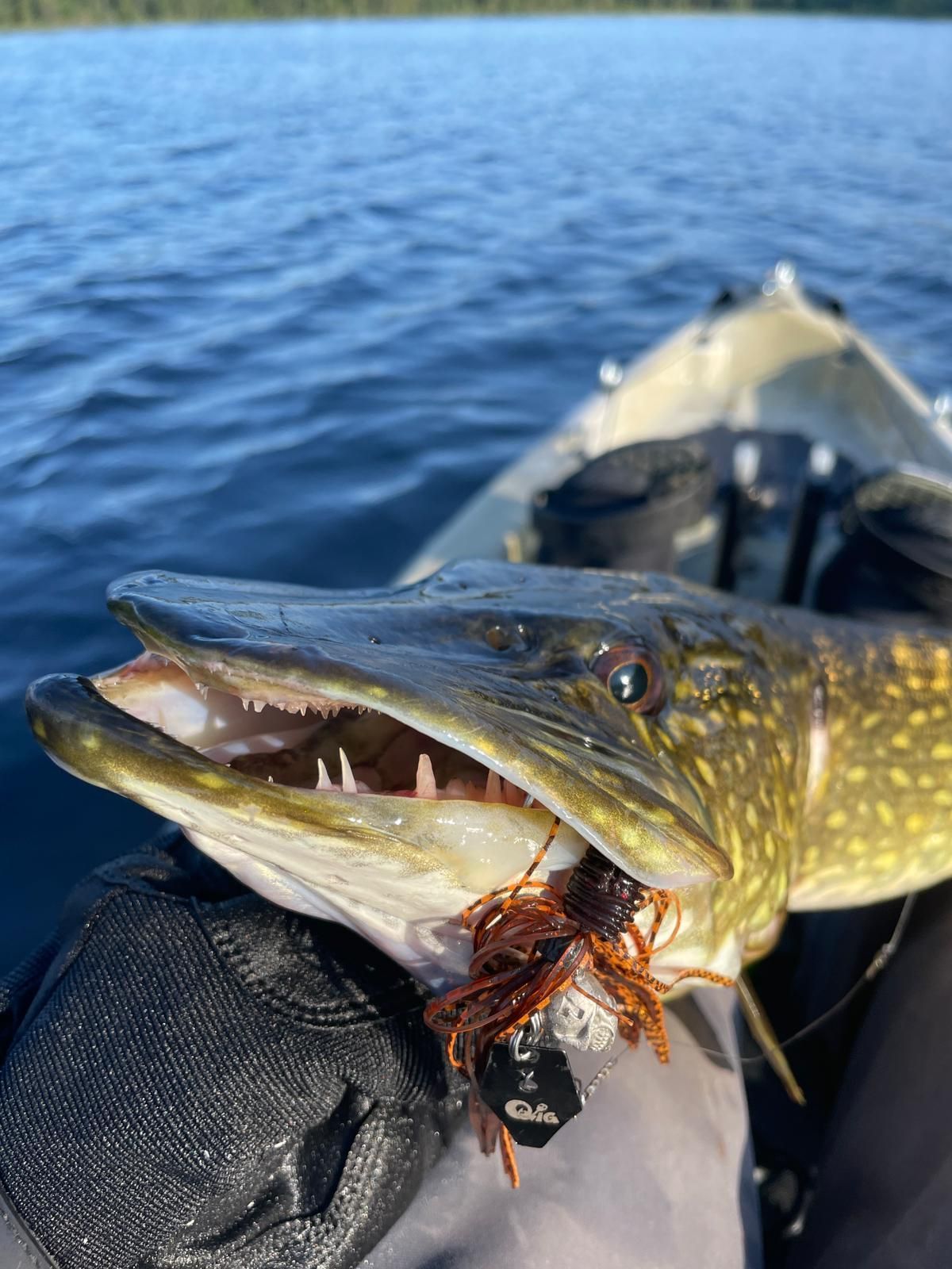 Hecht mit Q-Jig Chatter bleifrei angeln