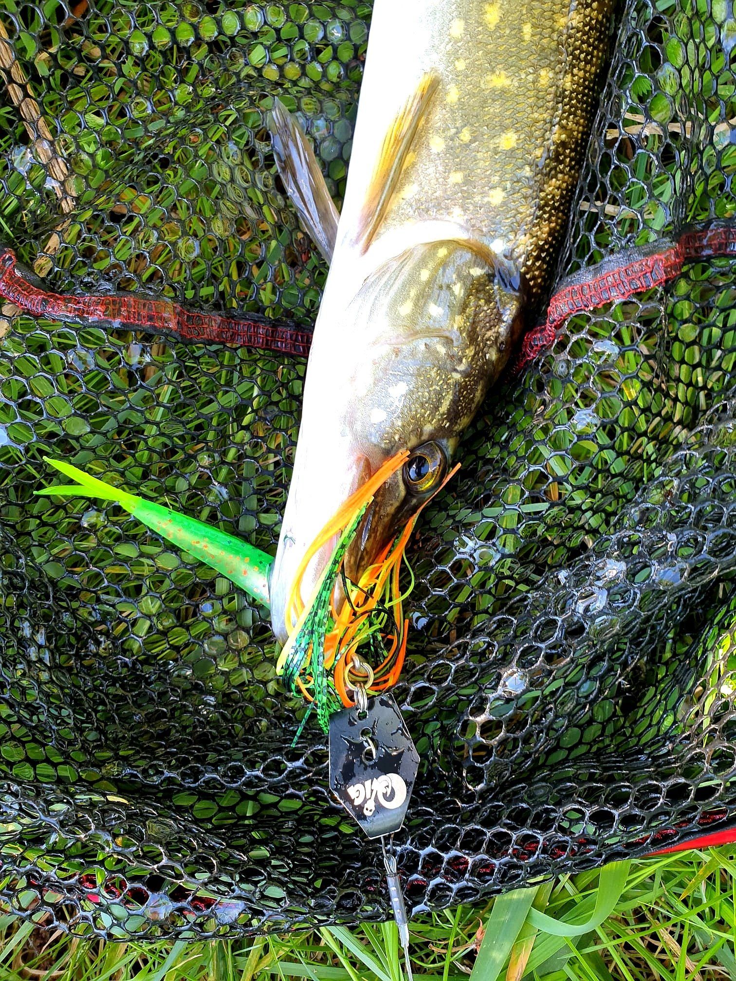 Dem Hecht schmeckt der bleifreie Jigkopf