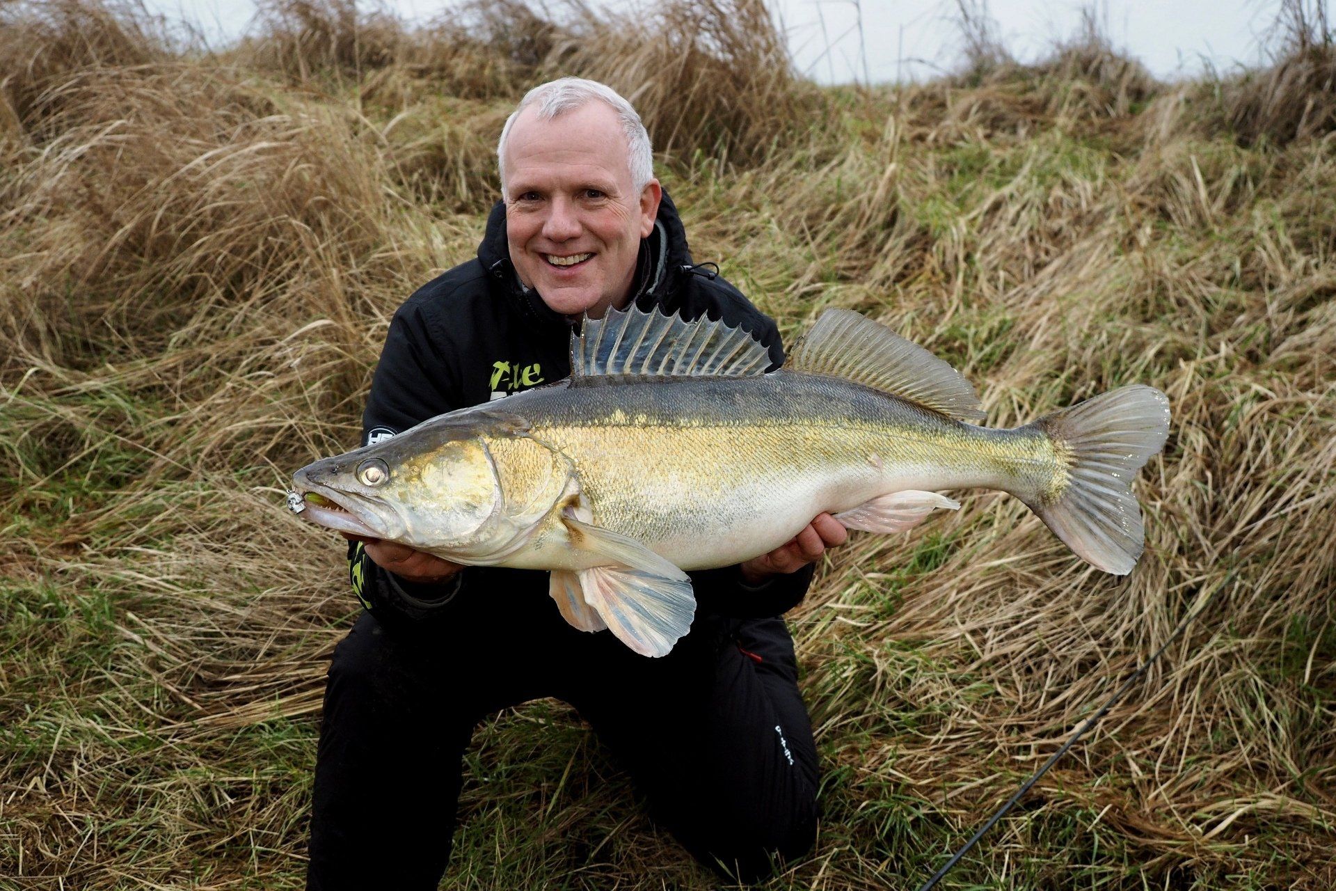 Großzander aus der Elbe