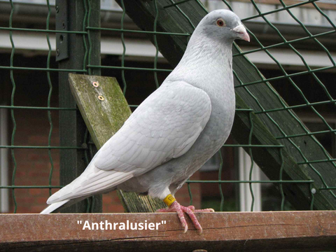 Anthrazit + Andalusierblau