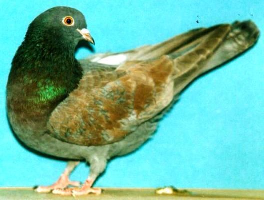 Stadtdtaube Foto: Andreas Leiß