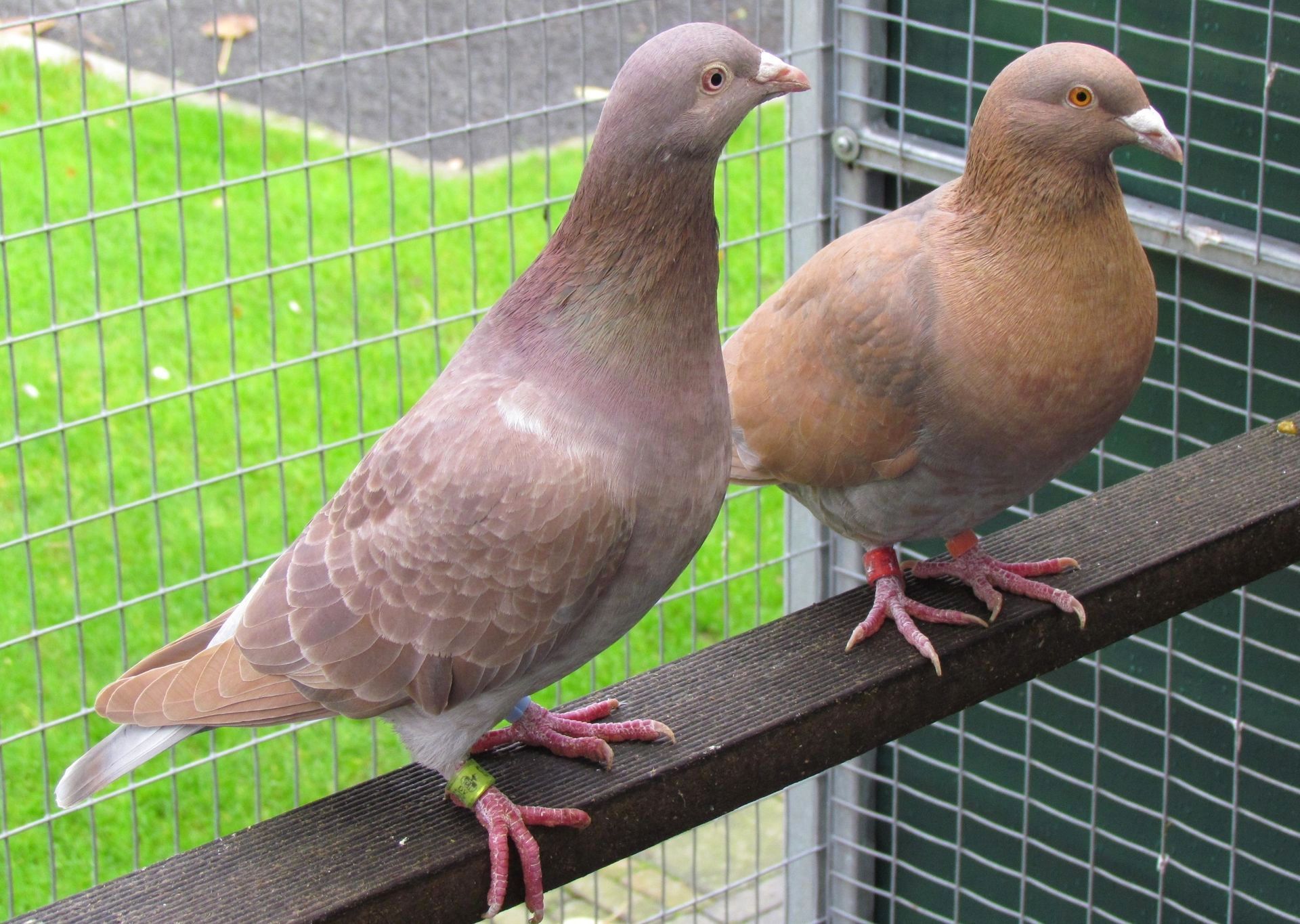 Ember 0.2 in unterschiedlicher Ausprägung Ember Pigeons, Ember Brieftauben, Ember colour pigeons, Rare coloured pigeons, Ember homers
