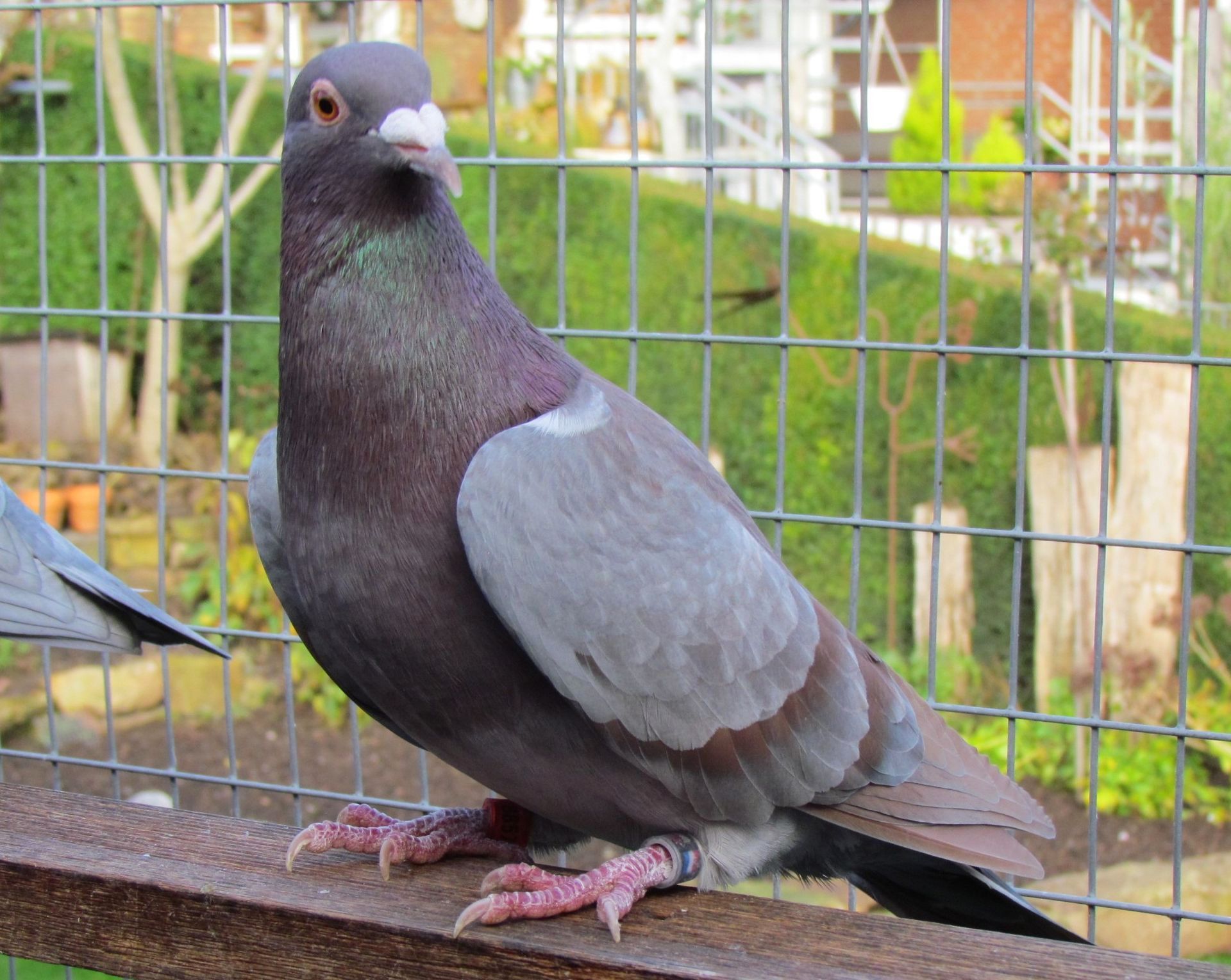 Ember Brieftauben, Ember racing pigeons, Ember postduiven, Ember colourpigeons