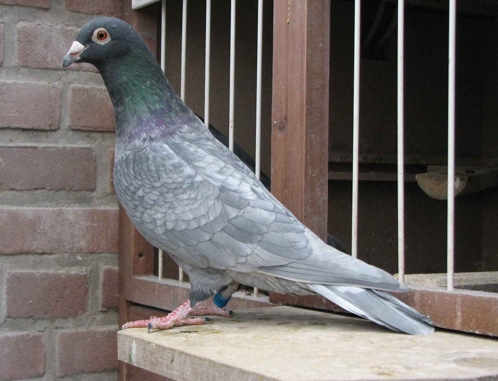 mischerbig Andalusierblau mischerbig Andalusierblau