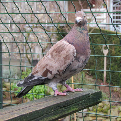 Gute Grundfarbe, aber zu wenig Bronze in den Schwingen!