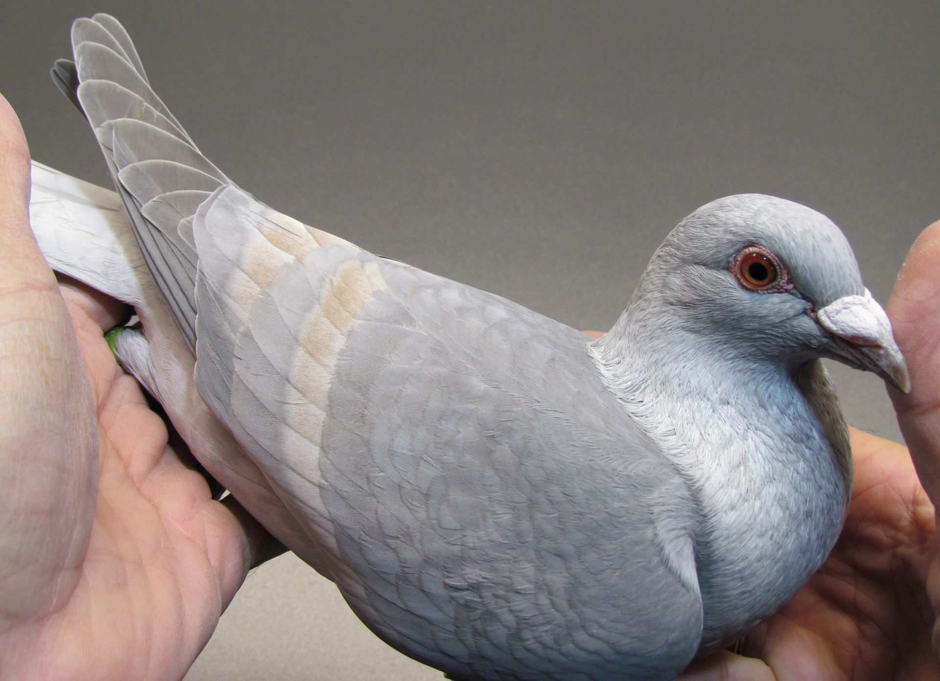 Reduced brieftauben, reduced raicing pigeons