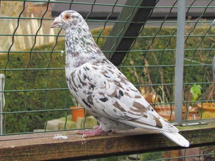 Schwarzstipper, mischerbig für Braun.