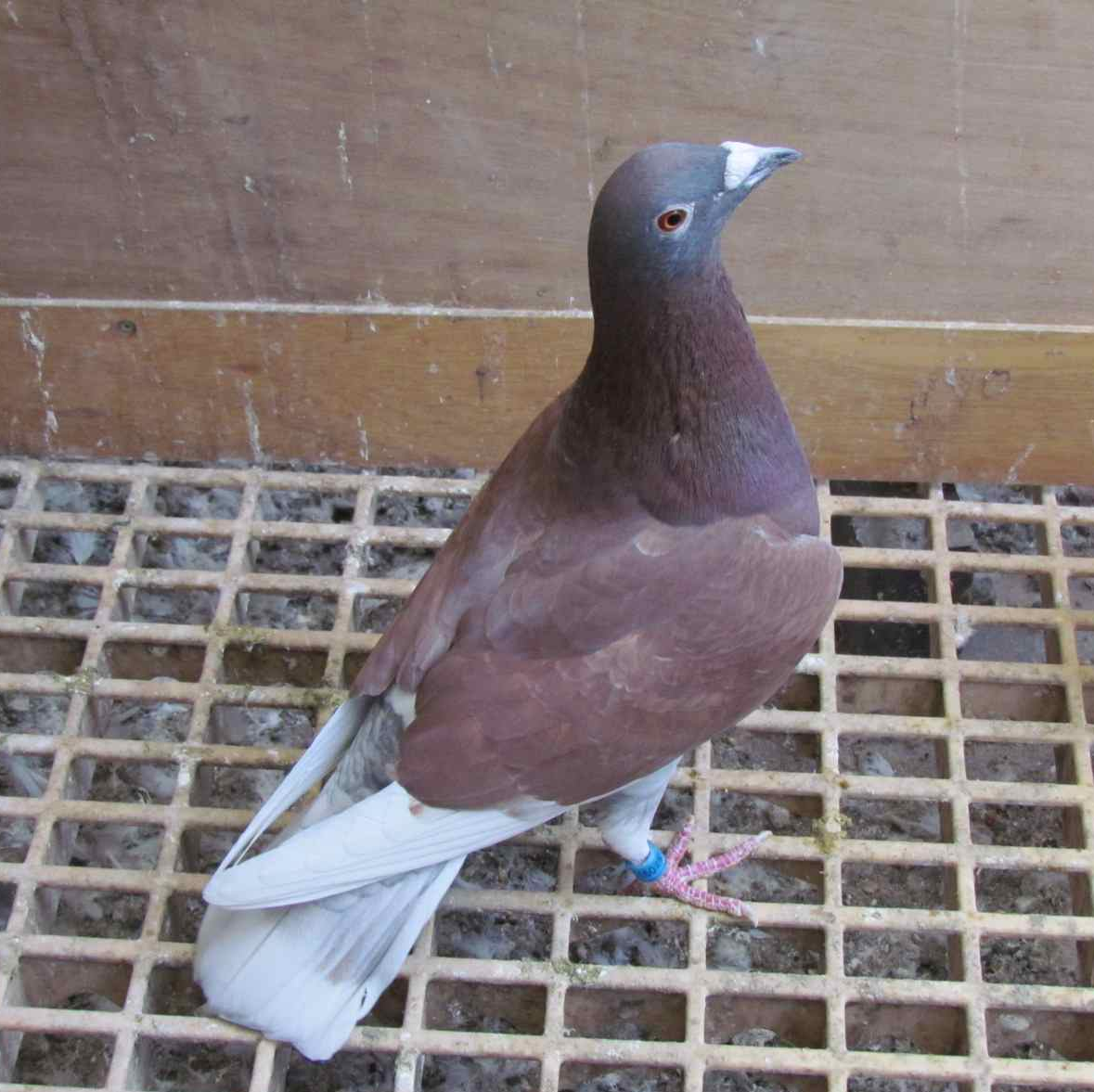 reinerbig Indigo gehämmert reinerbig Indigo gehämmert