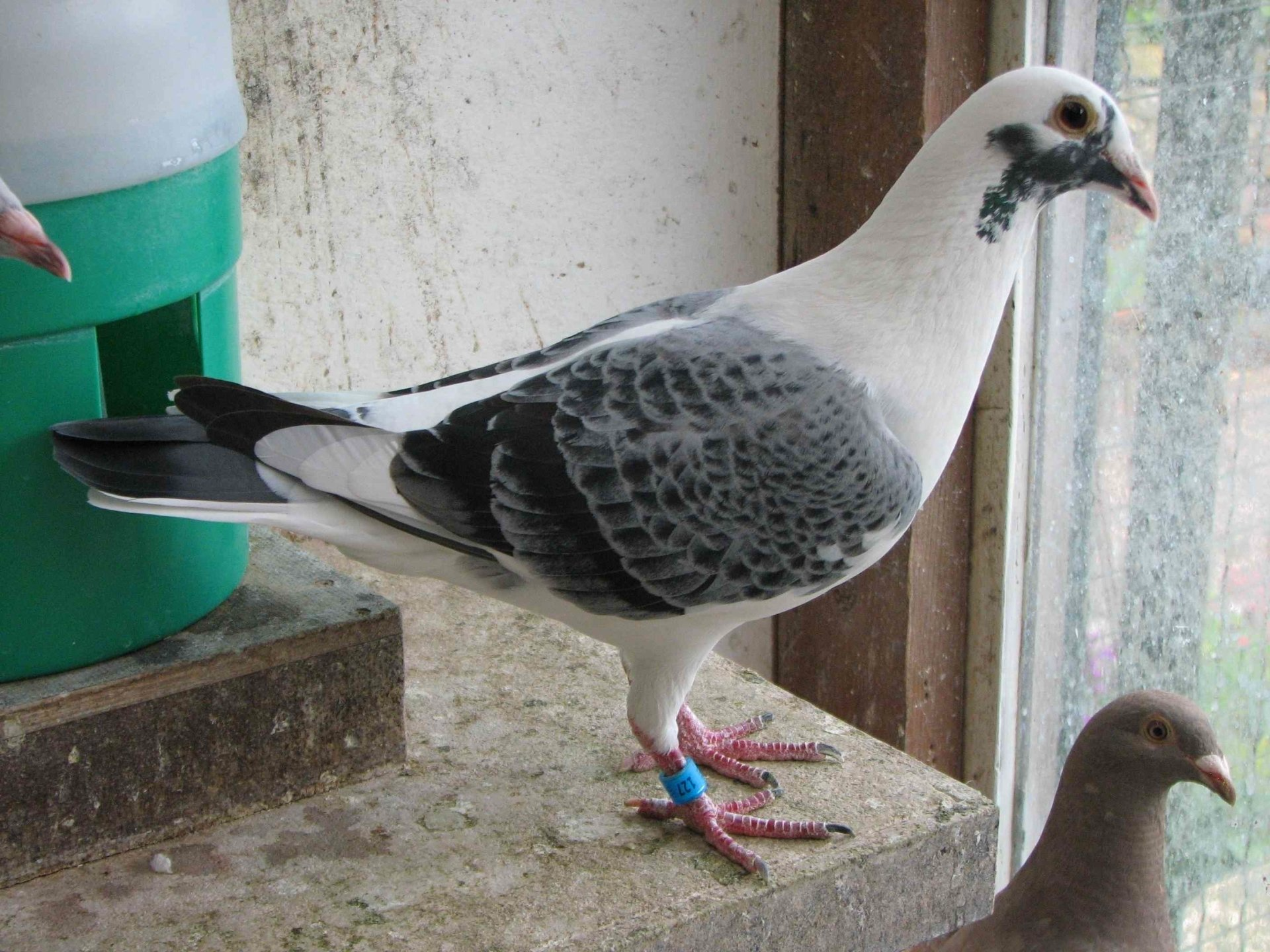 1.0 blau Sooty gescheckt Sooty Brieftauben, Meulemans, seltenfarbige Brieftauben, bunte Brieftauben