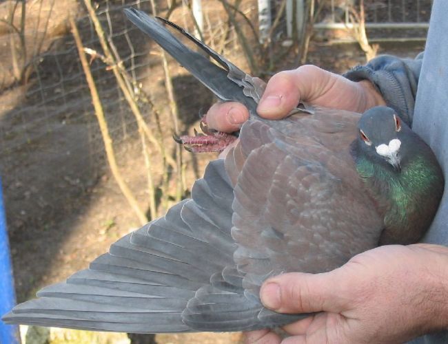 mischerbig Indigo dkl. gehämmert Indigo