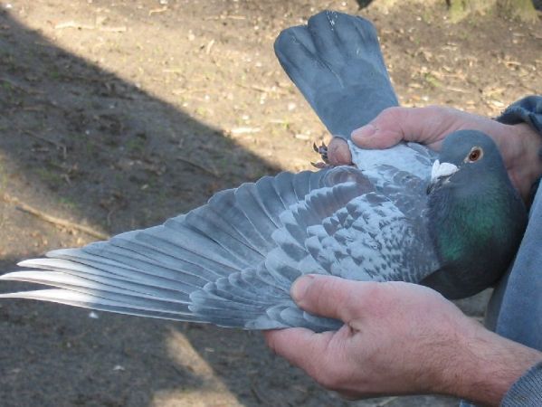 mischerbig Indigo gehämmert mischerbig Indigo gehämmert