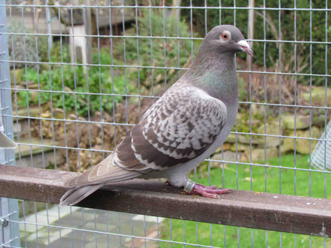 0.1 braun gehämmert 2015