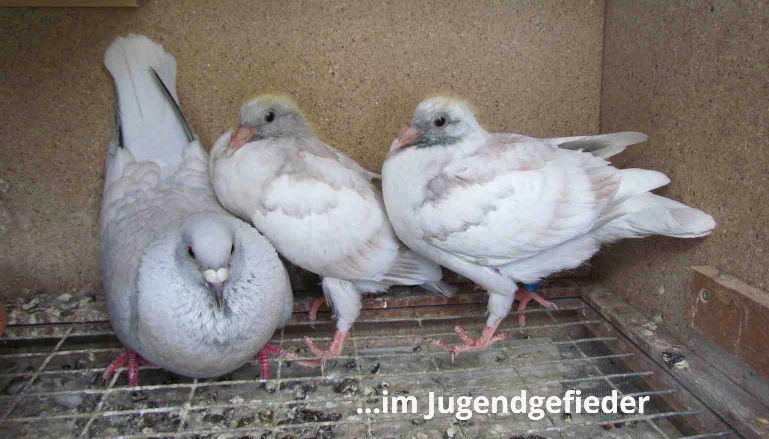 Rubella racing pigeons, reduced brieftauben, reduced kleurpostduiven