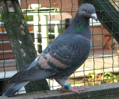 farbige Brieftauben, seltenfarbige Brieftauben, Farbbrieftauben, rare colour pigeons