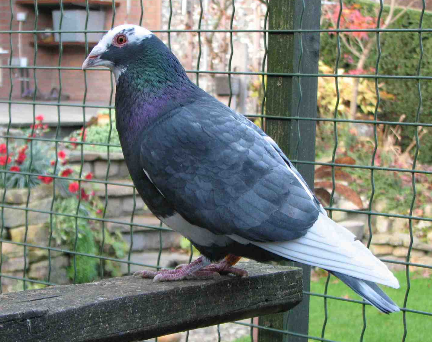 mischerbig Andalusierblau mischerbig Andalusierblau