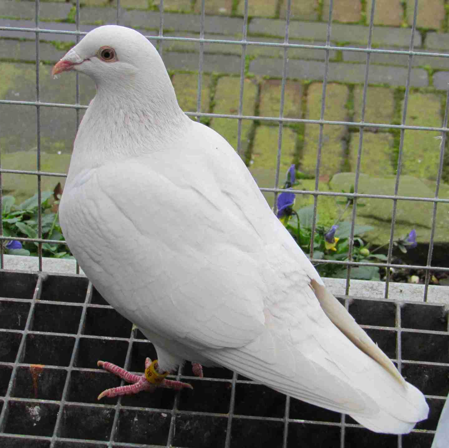 Milky auf einfarbig Braun