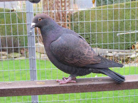 0.1 Kite mit guter Bronze, auch an Kopf und Brust, dunkler Rücken und Unterbauch!