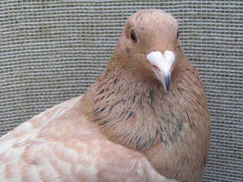 Jungvogel mit guter Grundfarbe