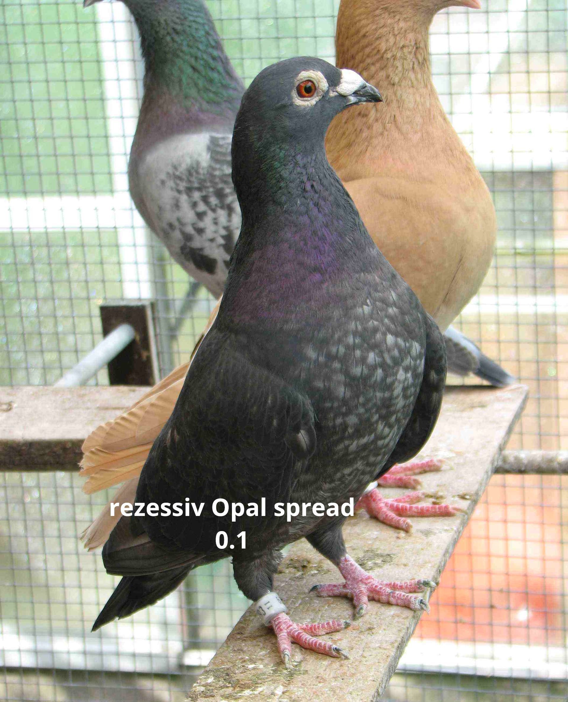 rezessiv opal spread, recessiv opaal, recessiv opal, recessiv opal raicing pigeons, rezessiv opale Brieftauben