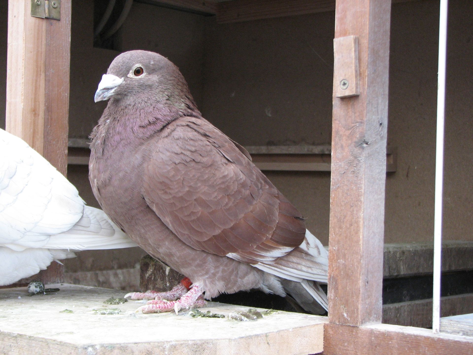 unimproved ash red checker Libanon red racing pigeons