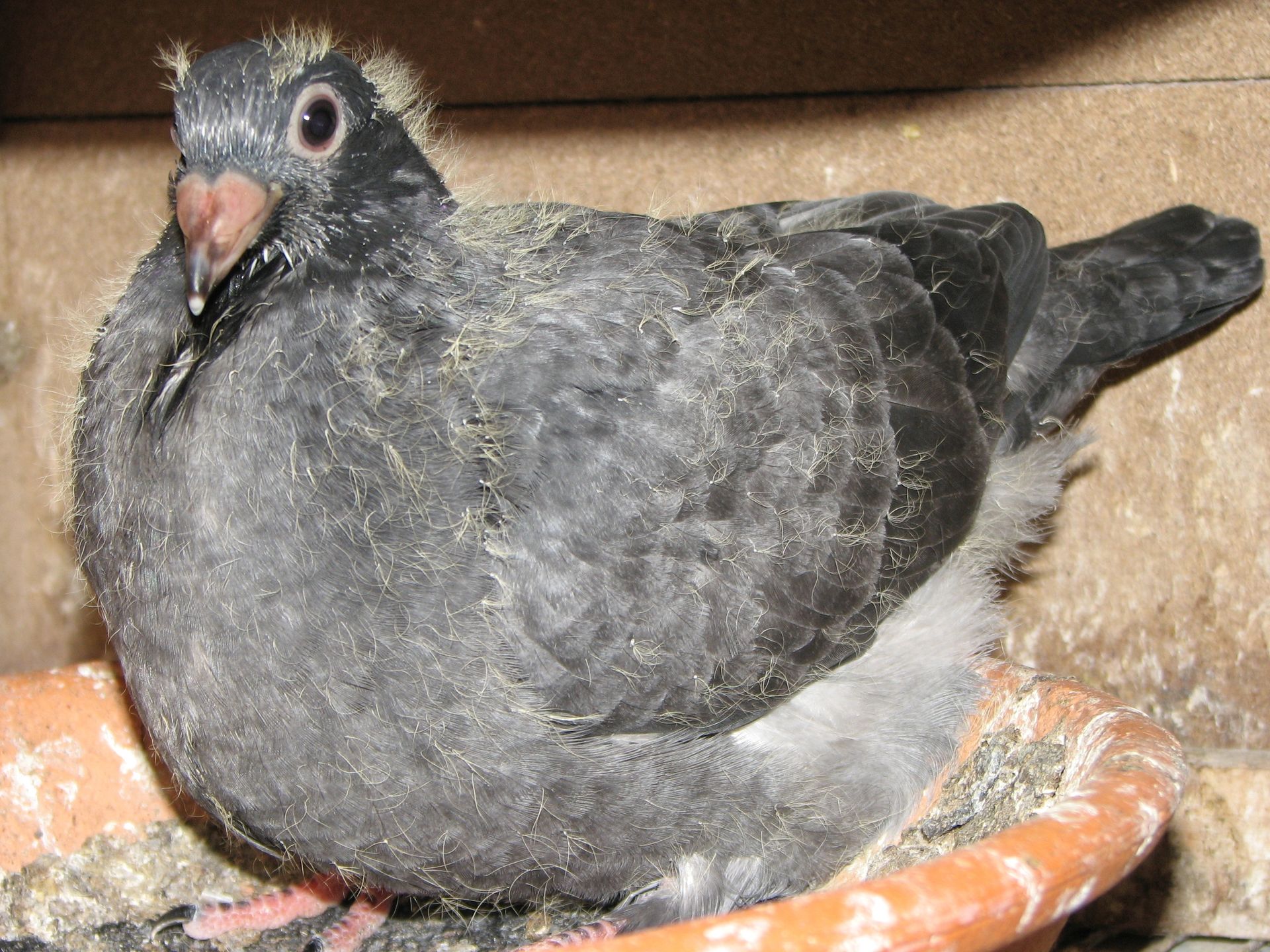 Jungtaube Rusty spread Rusty spread Brieftaube