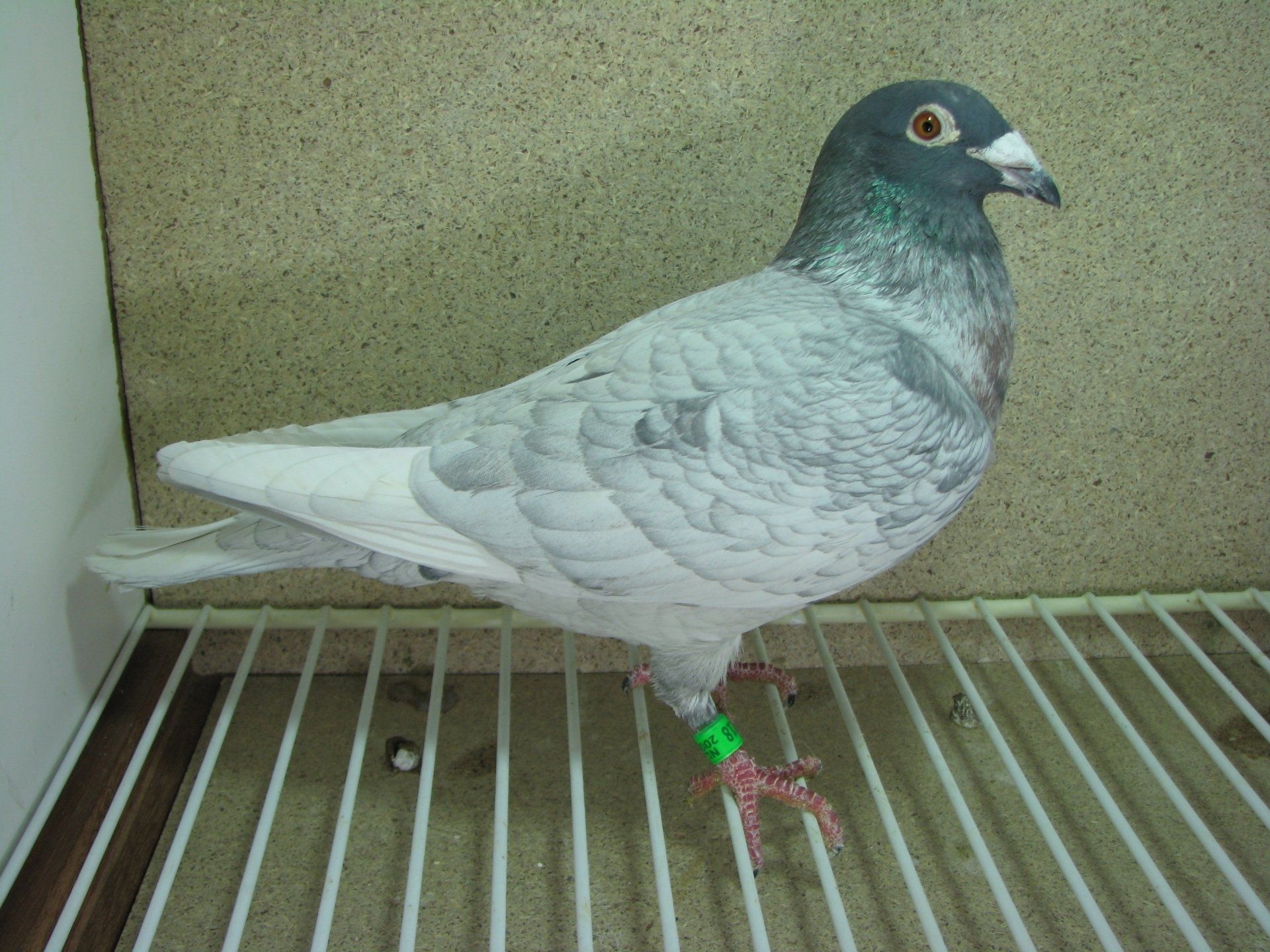 reinerbig Andalusierblau reinerbig Andalusierblau