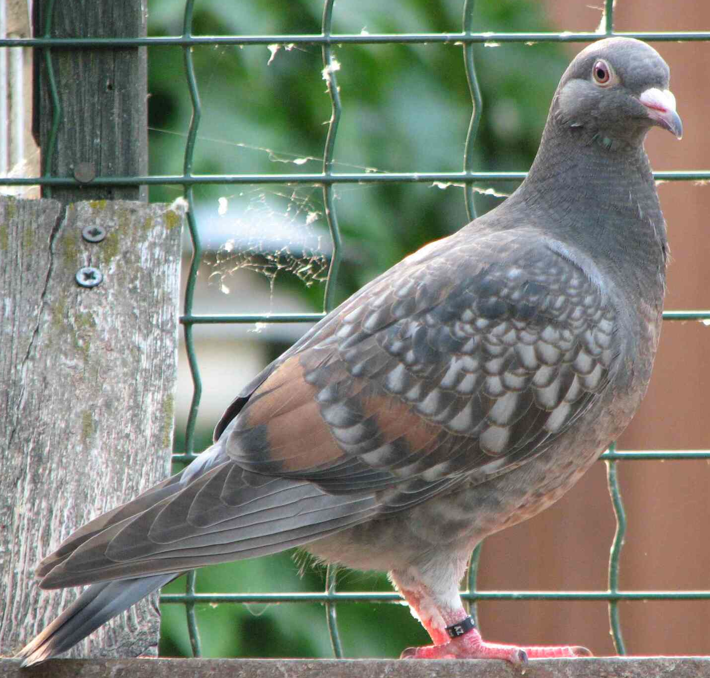 Sooty, bronzebindige Brieftauben rare coloured pigeons